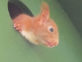 junges Eichhörnchen lugt aus dem Kobel