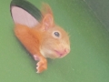 Eichhörnchen schaut in die Umgebung