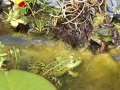 Skatrunde im Froschteich