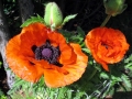 Türkischer Mohn blüht von Mai bis in den Juni.