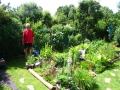 Juni 2011 Taxingo bei der Gartenarbeit