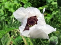 Weißer Mohn