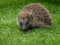 Igel im Garten
