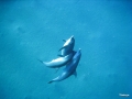 Delphine beim Liebesspiel