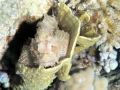 Drachenkopf in Koralle