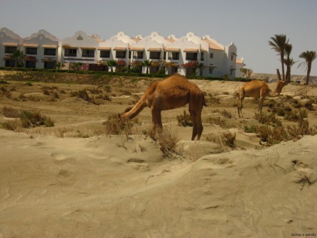 Kamele in den Sanddünen vor dem Lahami Bay