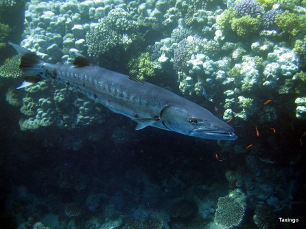 Barracuda am Banana Riff