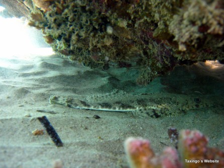 Kleines Teppichkrokodil liegt unter dem Korallenriff.