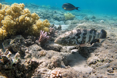 Malabarbarsch am Riff