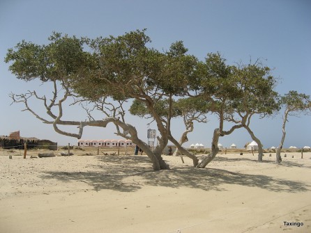 Mangroven vorm Wadi Lahami