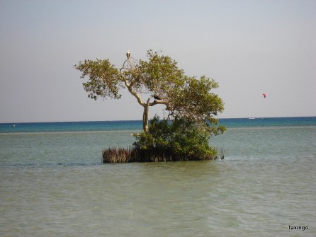 Mongroven im Meer mit Fischadler